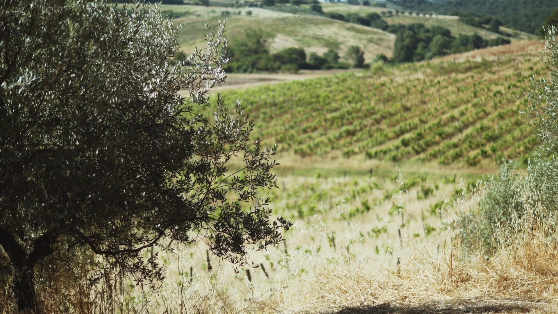 Olive trees and sunlit Tuscan hills
